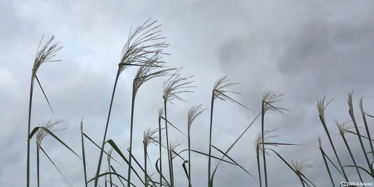 Saint Pierre le Vieux (Miscanthus)