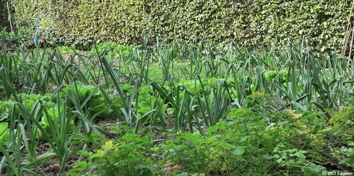 Ermenouville (Potager)