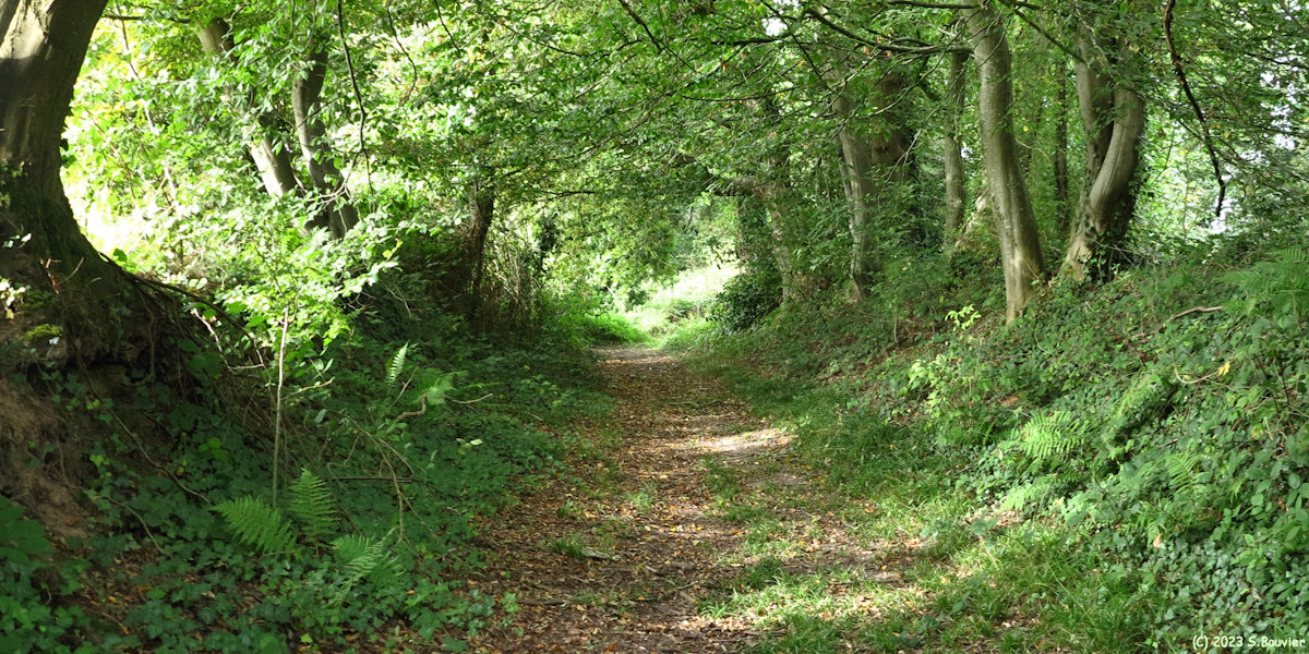 Anglesqueville la Bras Long (Chemin)