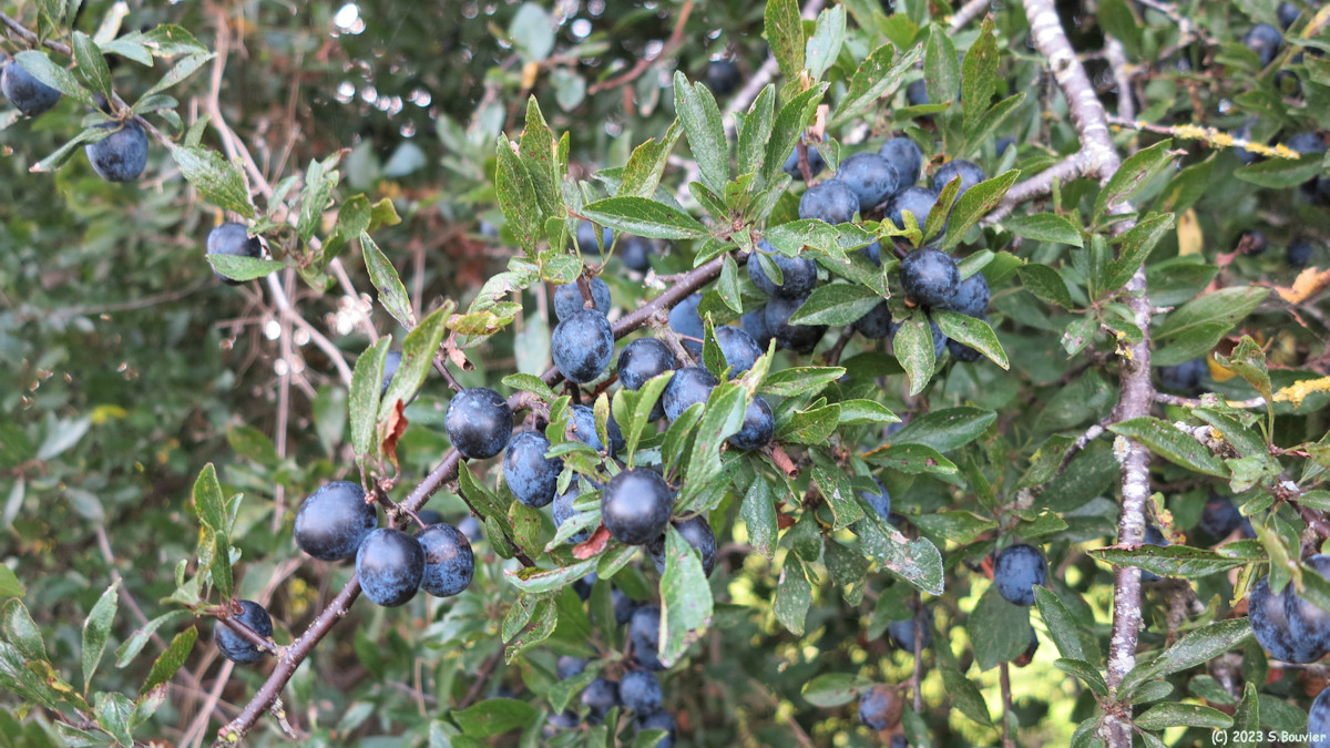 Bourville (Prunelles 1)