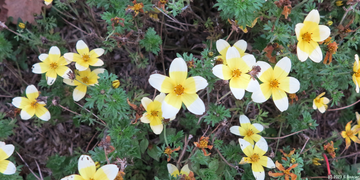 Houdetot (Bidens)
