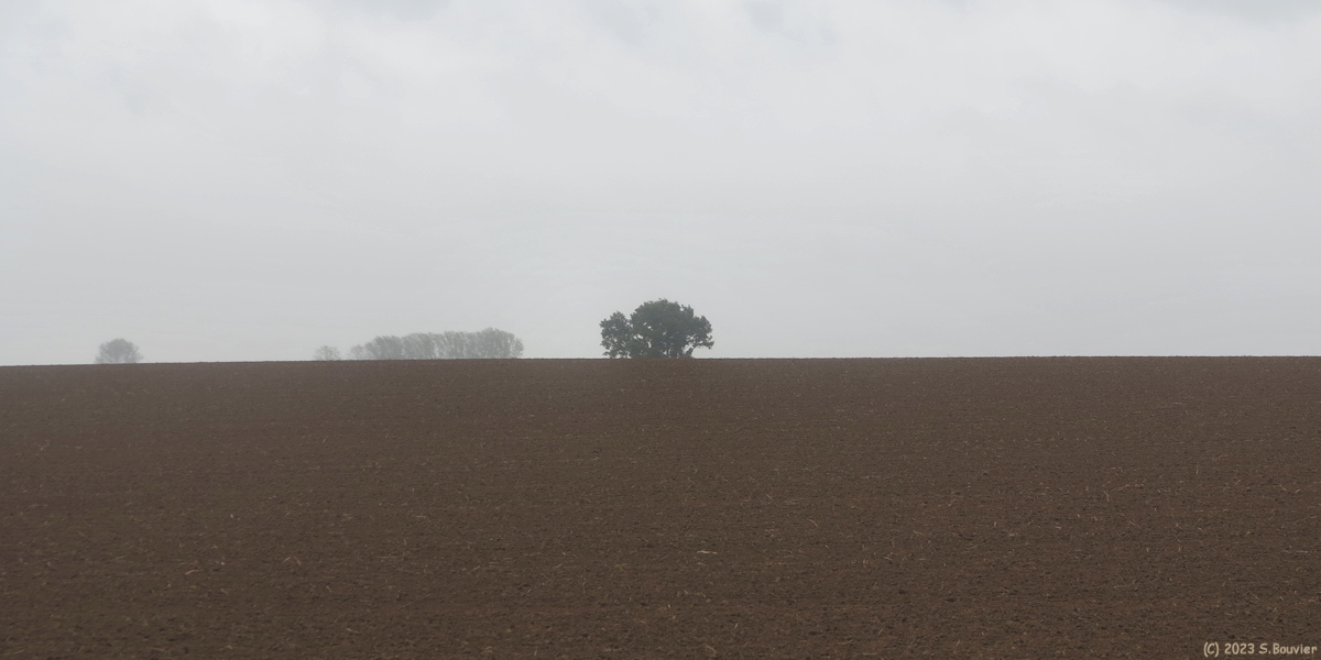 Sainte Colombe (Arbre)