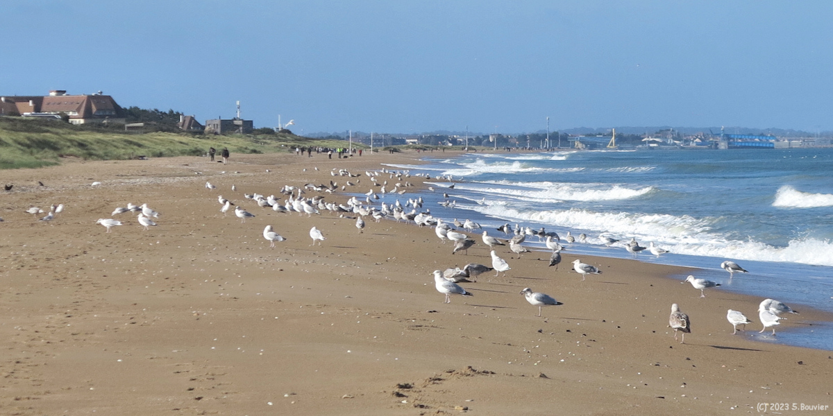 Mervillle-Franceville-Plage (Goélands)
