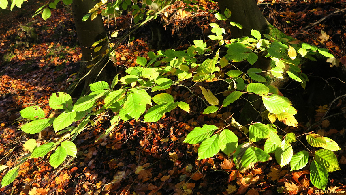 Eu (Feuilles)