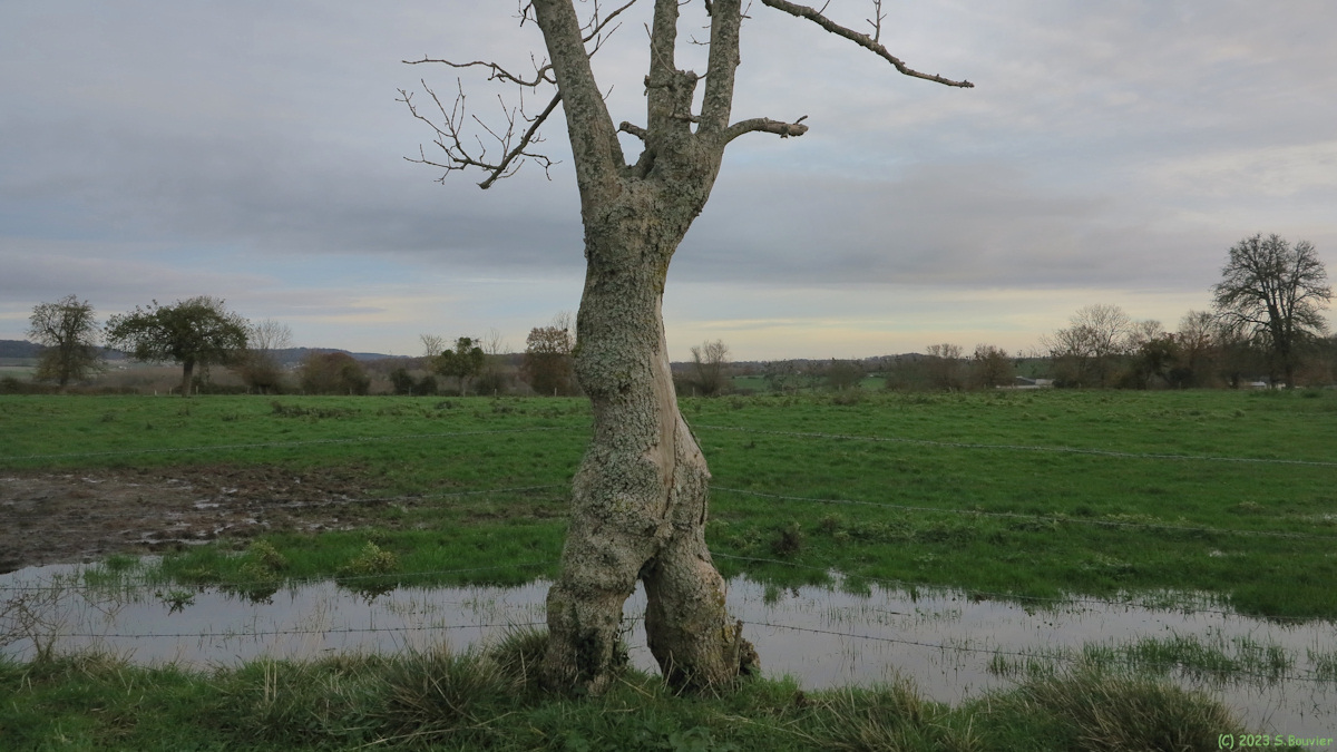 Bully (Arbre Marcheur)