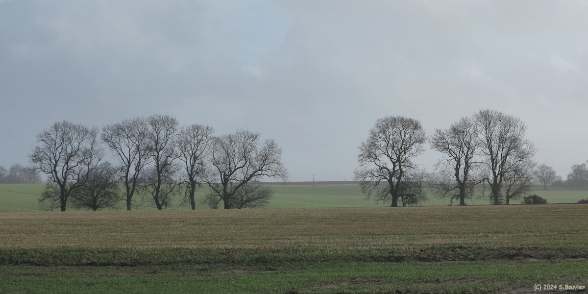 Saint Martin le Gaillard (Arbres 1)