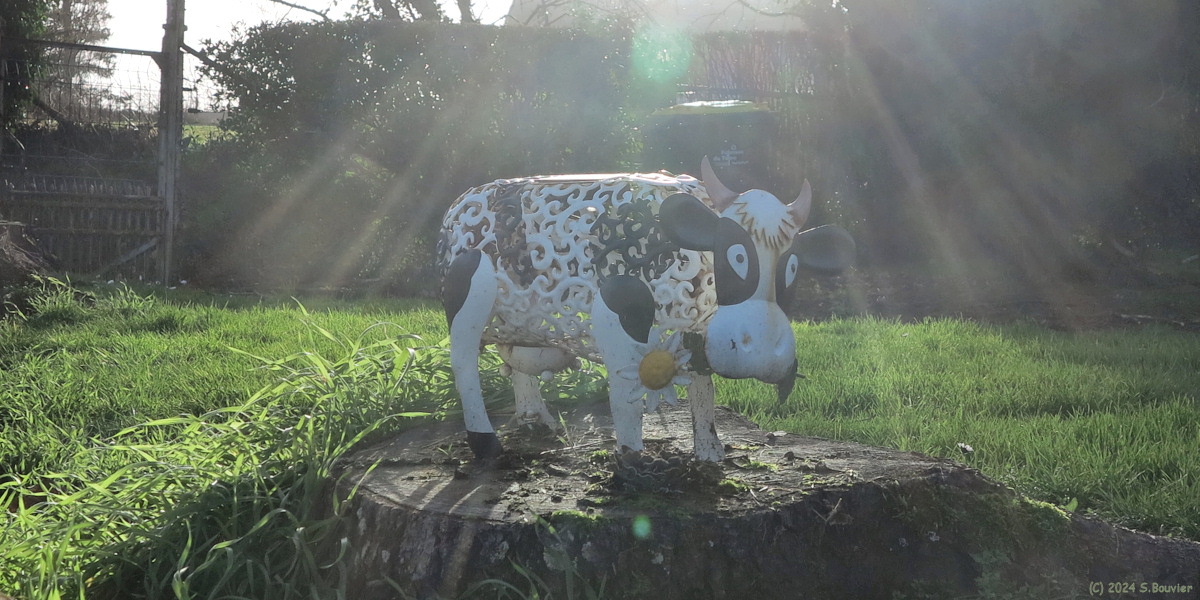 Saint Martin le Gaillard (Vache d'ornement)