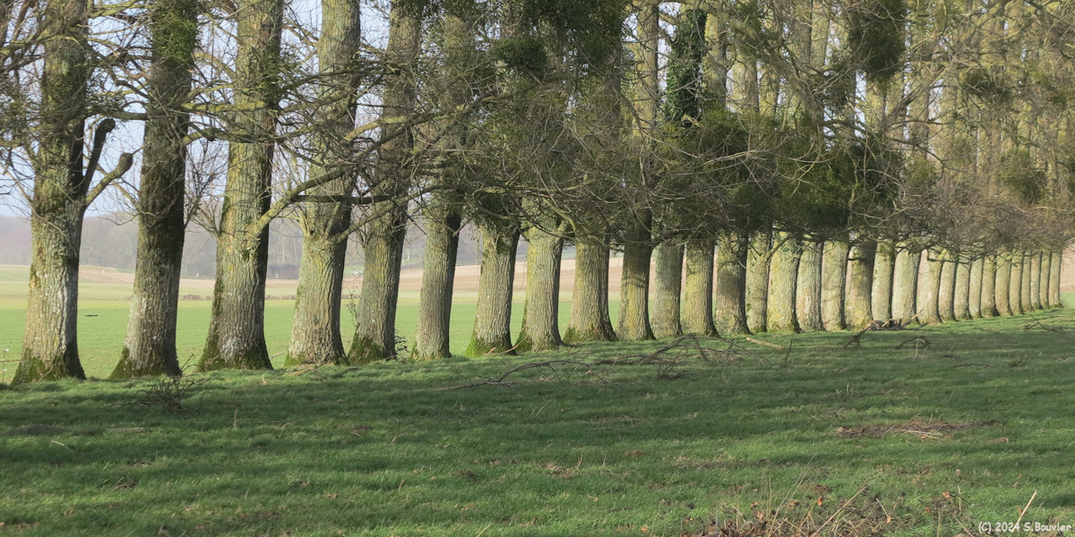 Saint Martin le Gaillard (Arbres 2)