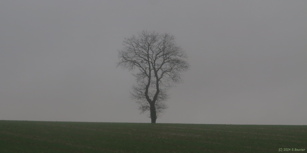 Hautot l'Auvray (Arbre)