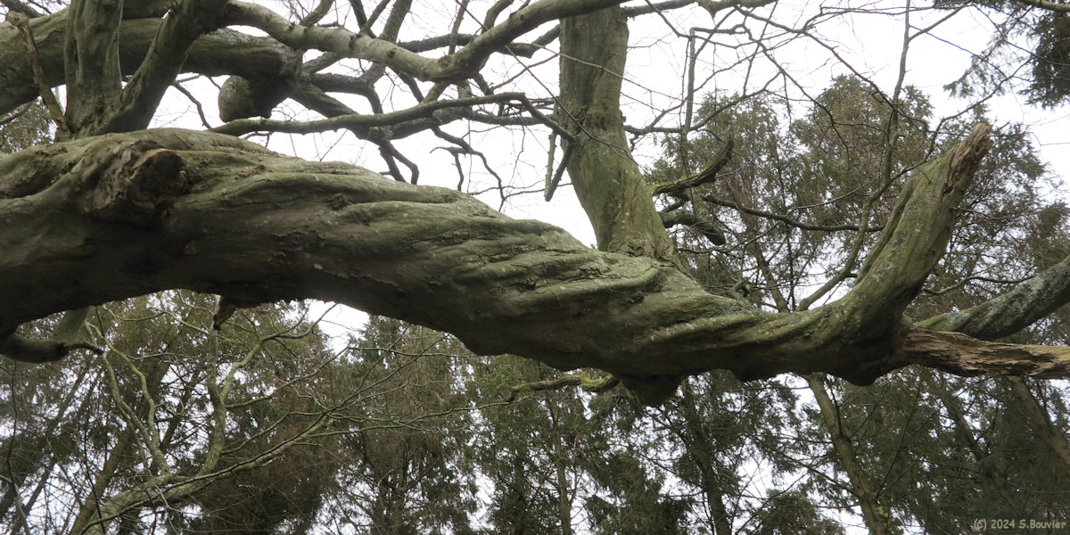 Saint Vaast Dieppedalle (Branche)