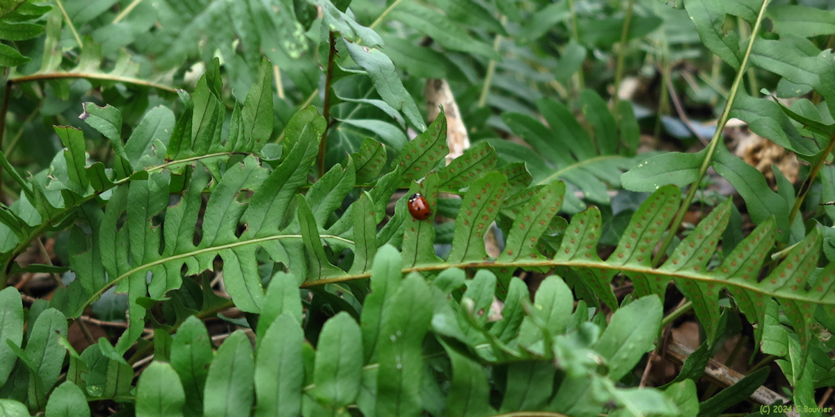 Saint Vaast Dieppedalle (Coccinelle)