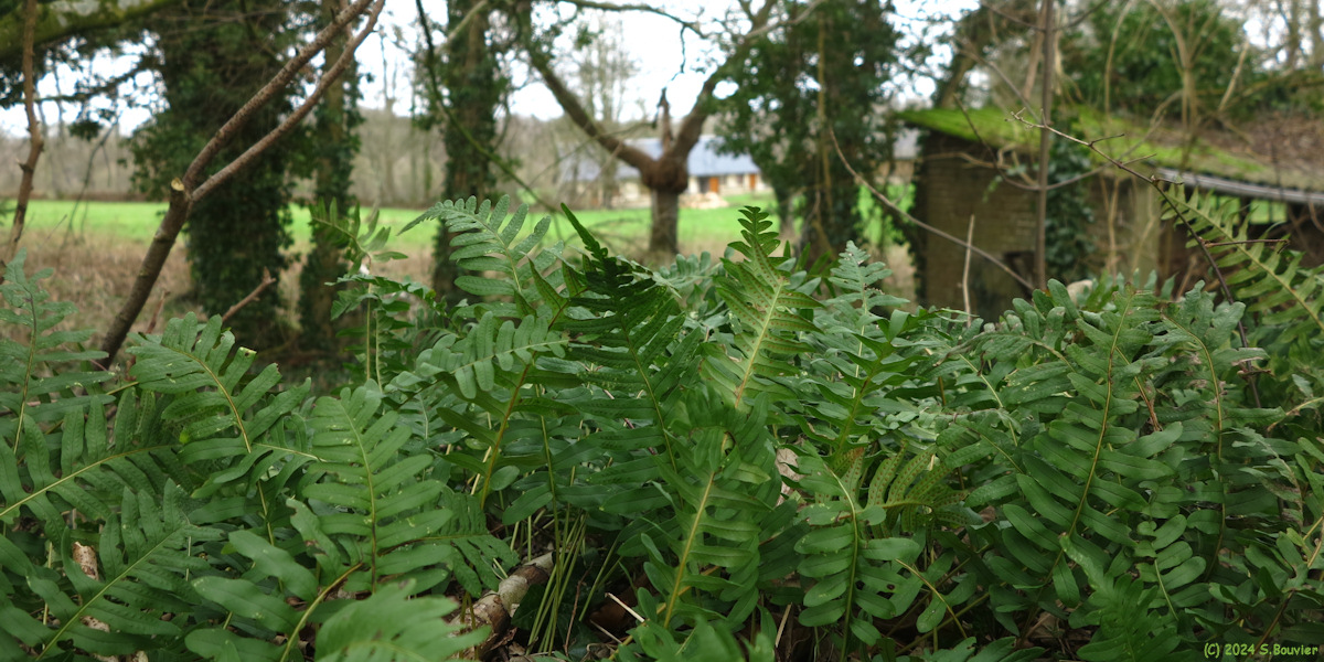 Saint Vaast Dieppedalle (Polypodes 1)