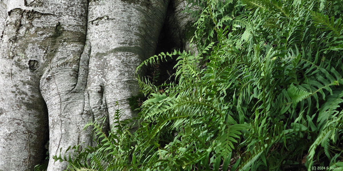 Saint Vaast Dieppedalle (Polypodes 2)