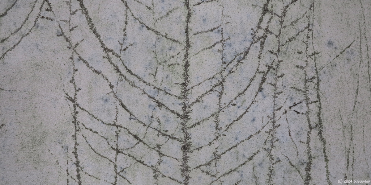 Veauville les Quelles (Traces)