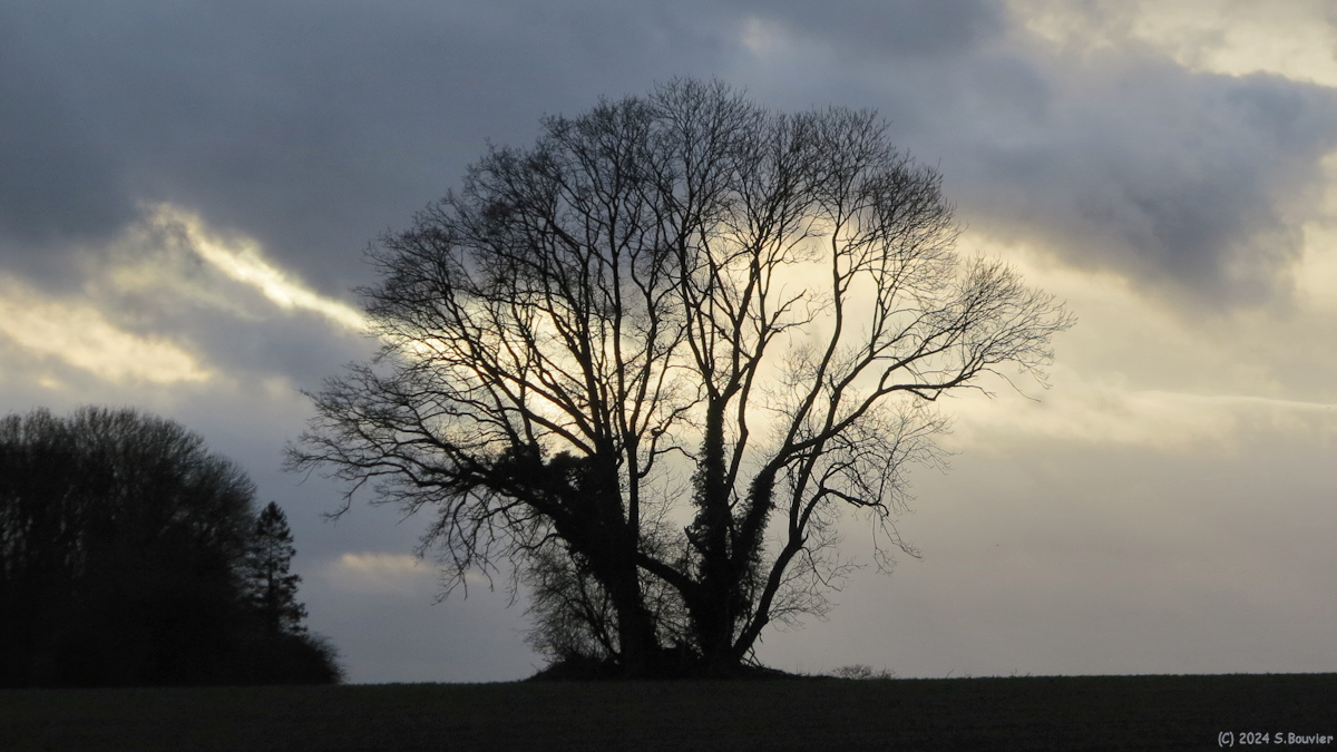 Oherville (Arbres)