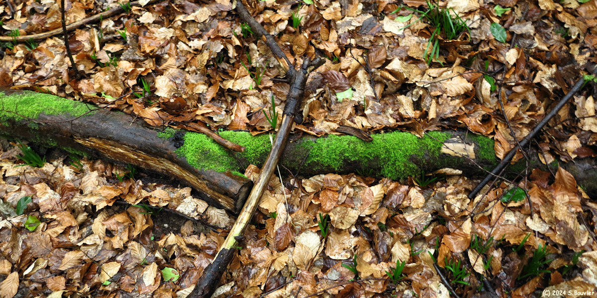 Saint Vaast Dieppedalle (Branches)