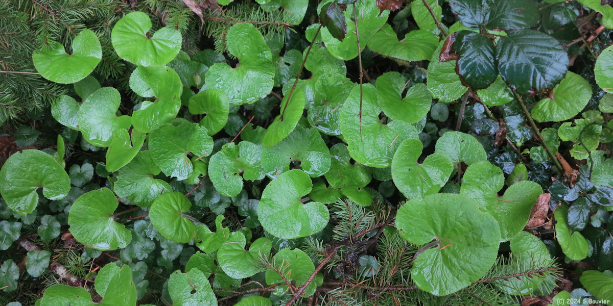 Bosville (Dichondra rampant)