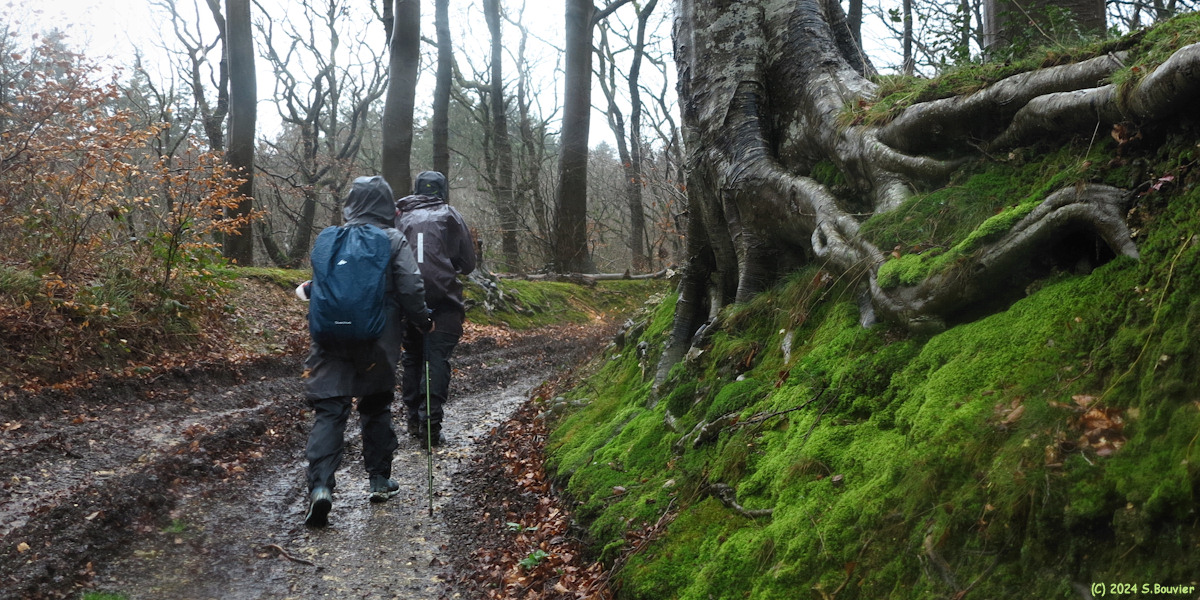 Grainville la Teinturière (Chemin 2)
