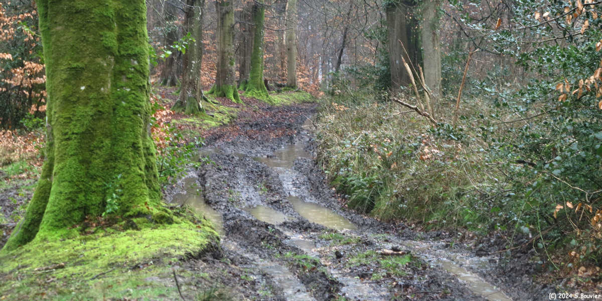 Grainville la Teinturière (Chemin 4)