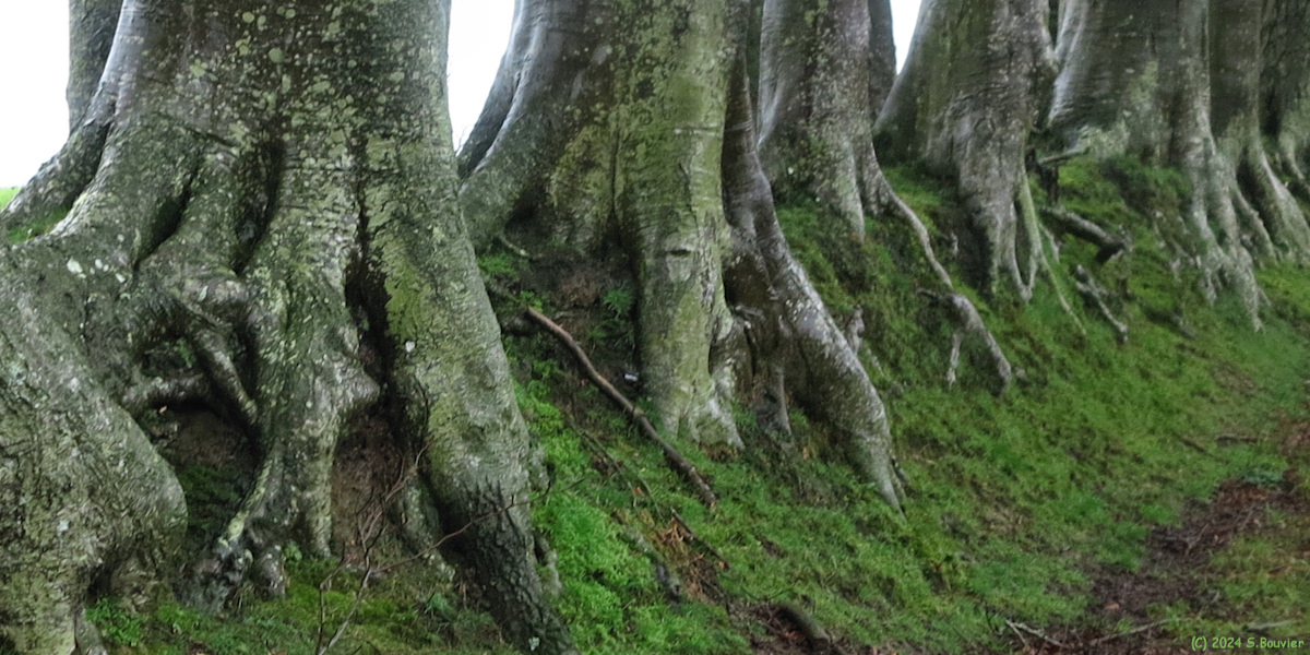 Cany Barville (Pieds de Hêtres)