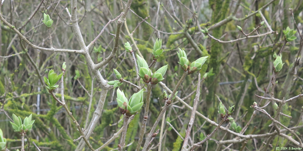 Merville-Francevillle-Plage (Bourgeons)