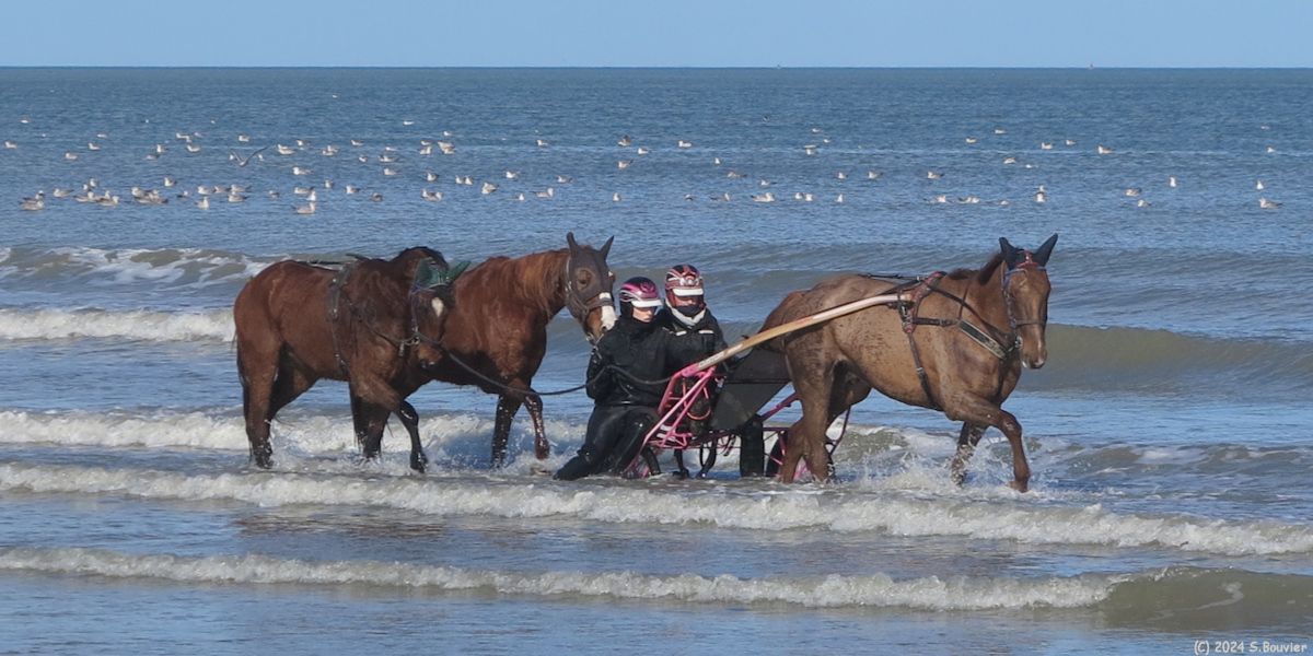 Merville-Franceville-Plage (Chevaux 1)