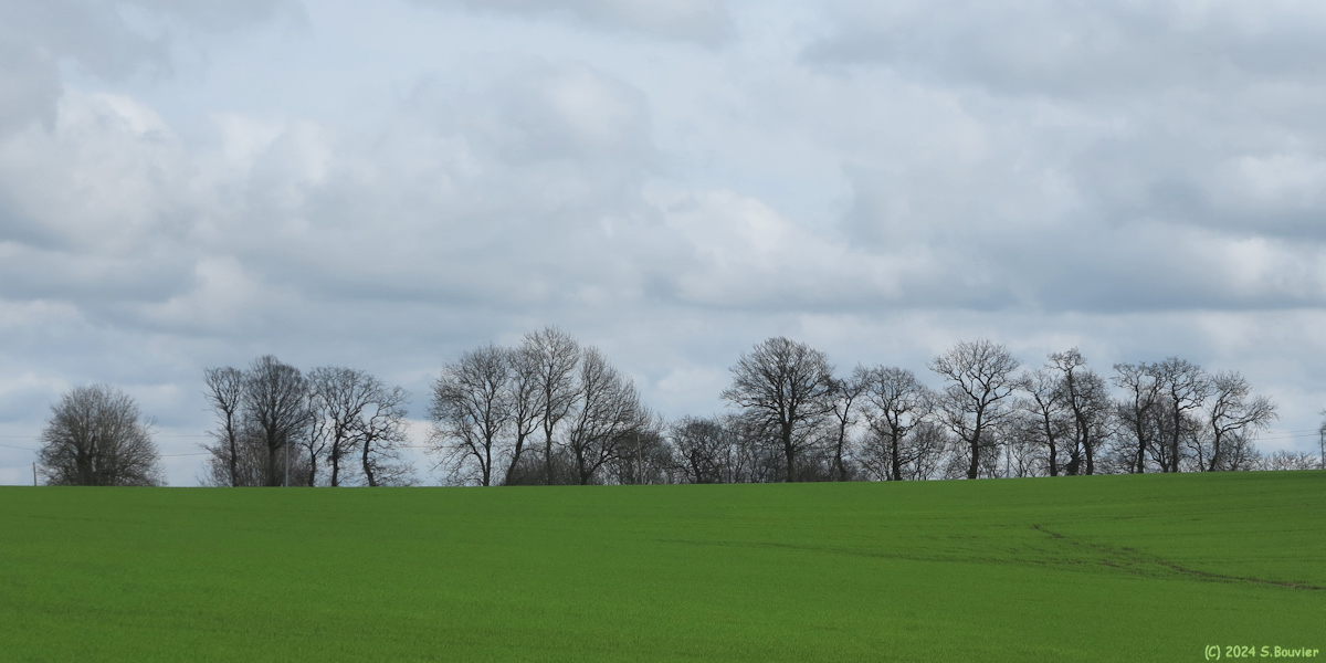 Grainville la Teinturière (Arbres 1)