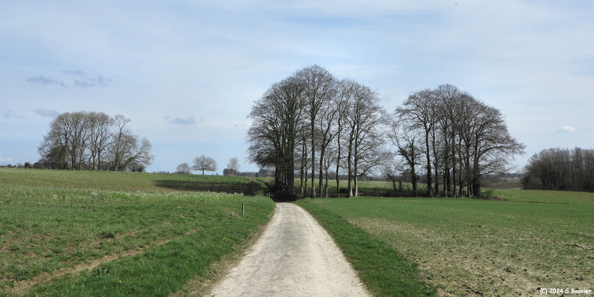 Riville (Hêtres 2)