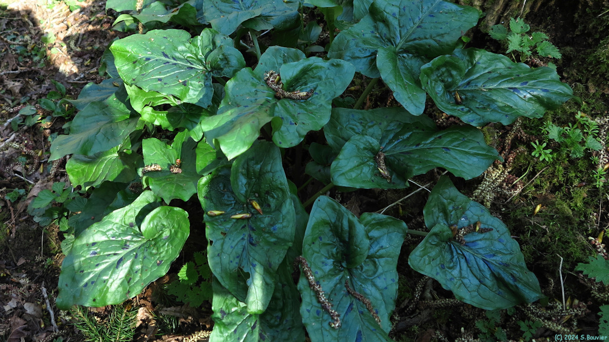 Sorquainville (Arum)