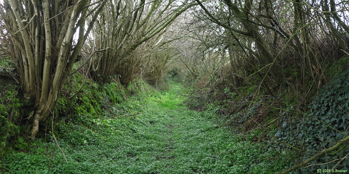 Normanville (Chemin)