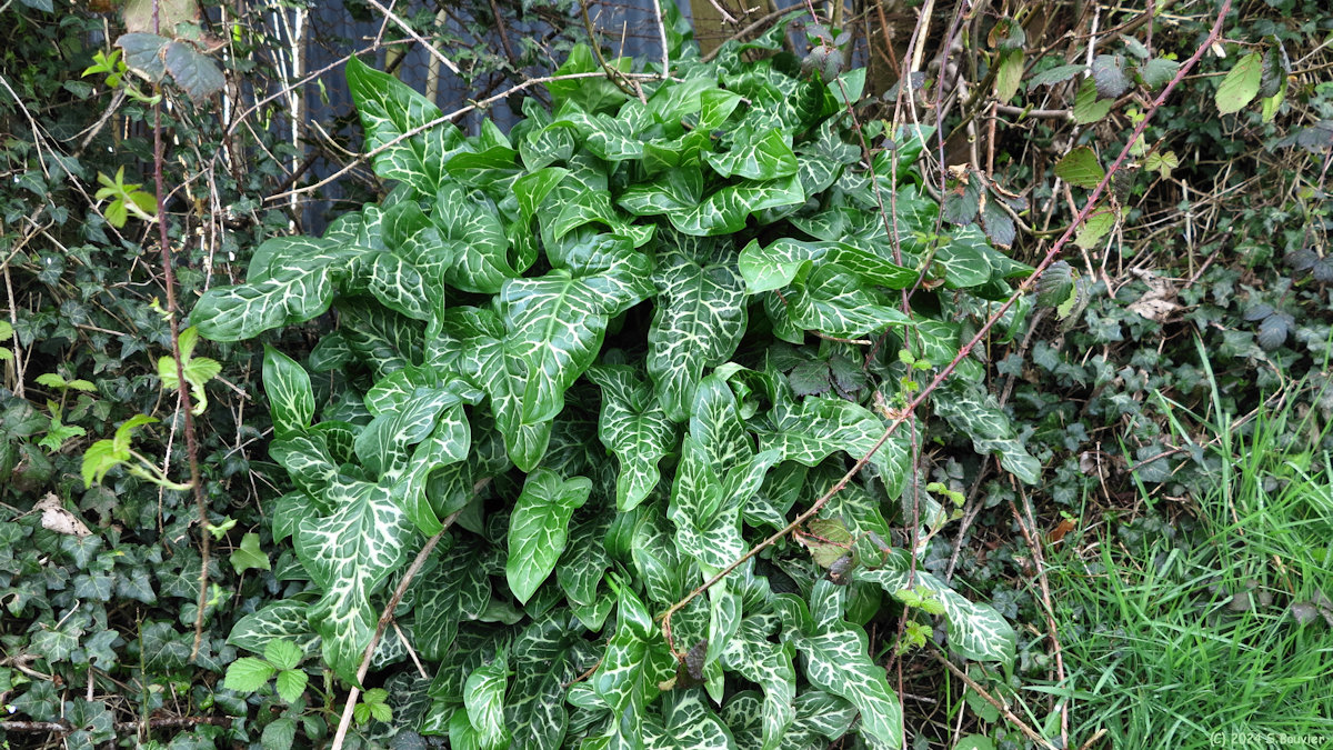 Sorquainville (Arum d'Italie)