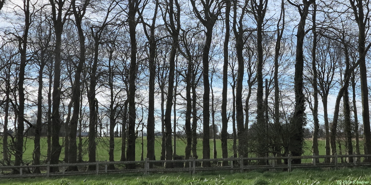 Sorquainville (Hêtres)