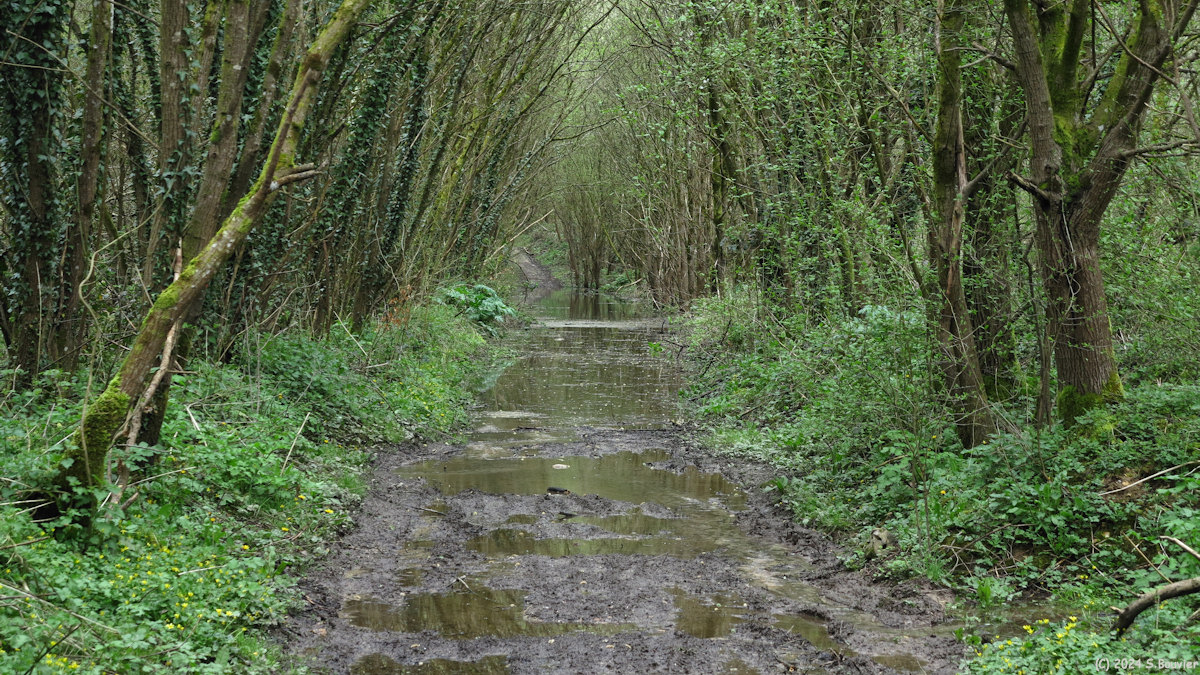 Limpiville (Chemin)