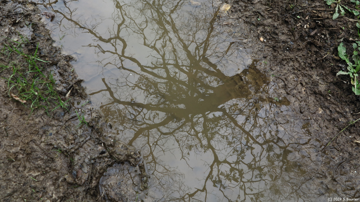 Bénarville (Reflet 1)