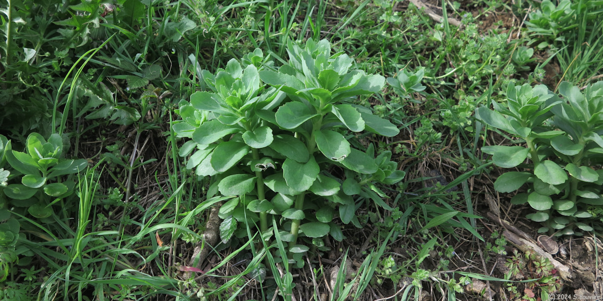 Rouville (Sedum)