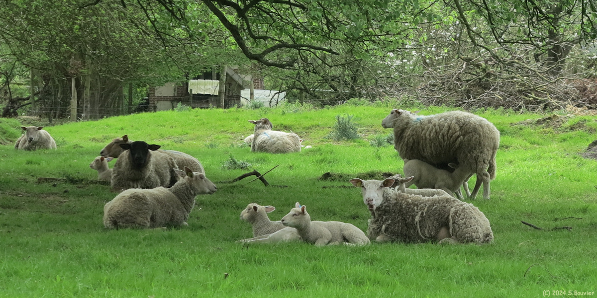 Bretteville du Grand Caux (Moutons)