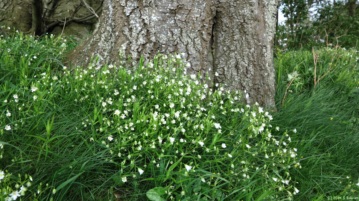 Bretteville du Grand Caux (Stellaire holosté)