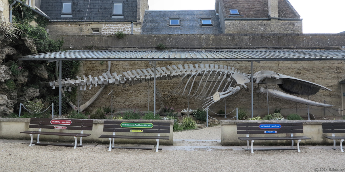 Luc sur Mer (Baleine)