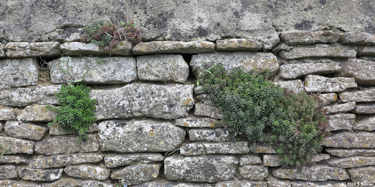 Douvres la Délivrande (Mur)