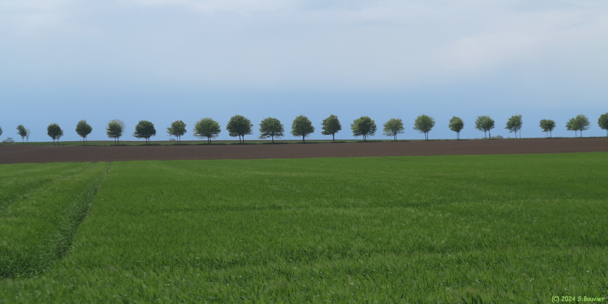 Bernières sur Mer (Arbres alignés)