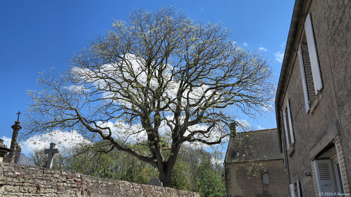 Graye sur Mer (Arbre)
