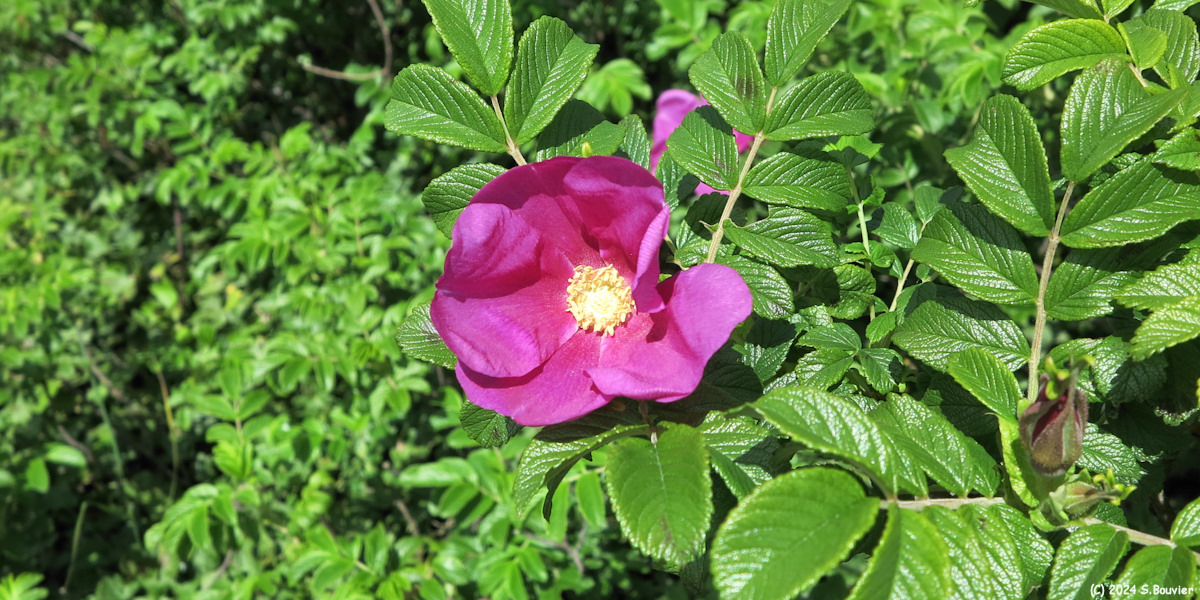 Graye sur Mer (Rosier du Japon)