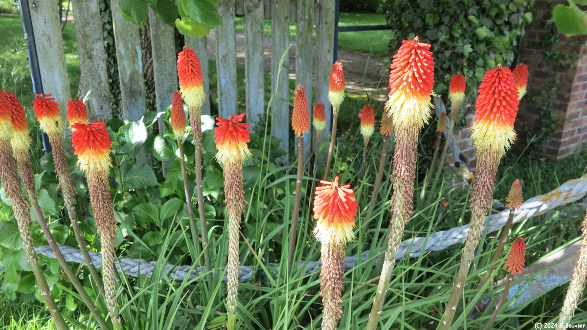 Ecrainville (Kniphofia)