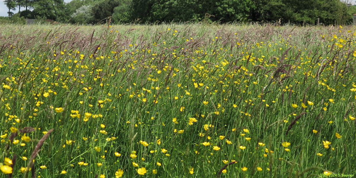 Vergetot (Prairie)