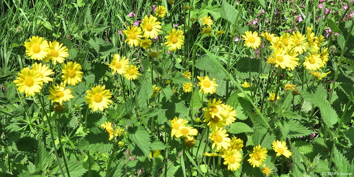 Criquetot l'Esnval (Heliopsis)