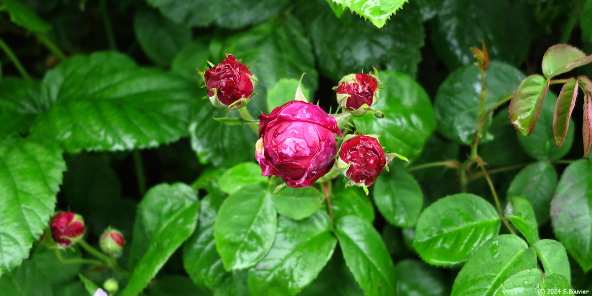 Criquetot l'Esneval (Rose)