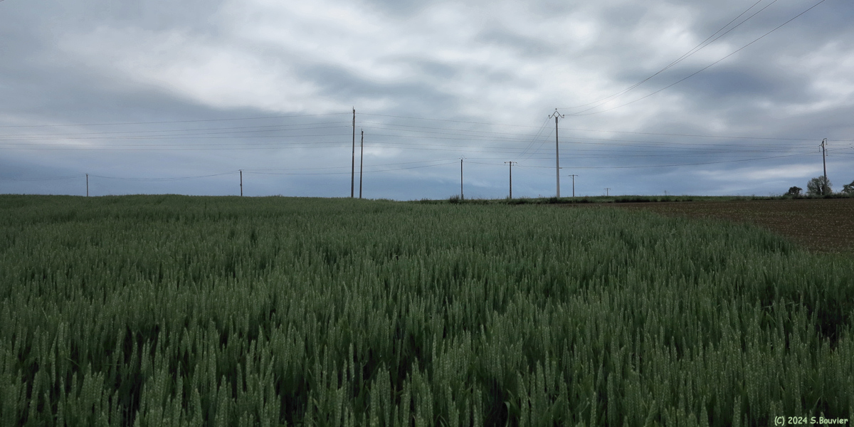 Gonneville la Mallet (Fils électriques)