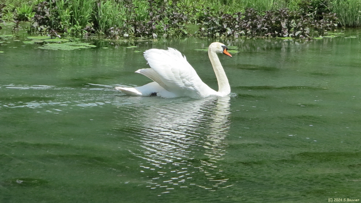 Rolleville (Cygne)
