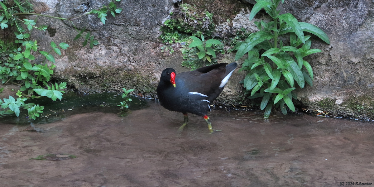 Montivilliers (Poule d'Eau)