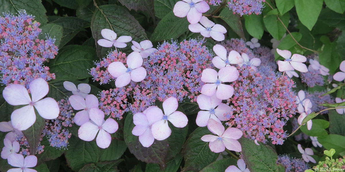 Montivilliers (Hydrangea)